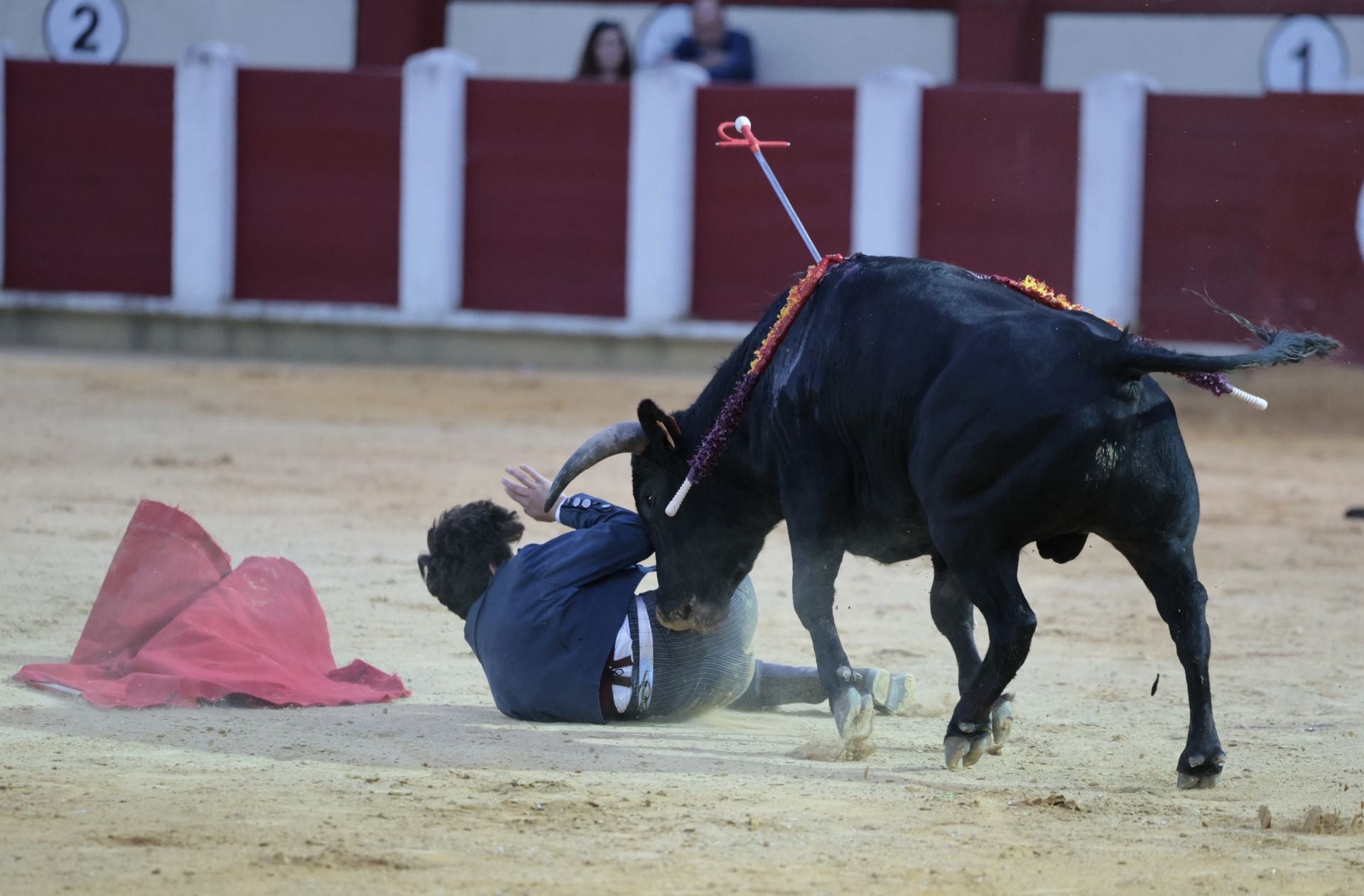 La novillada de San Pedro Regalado, en imágenes