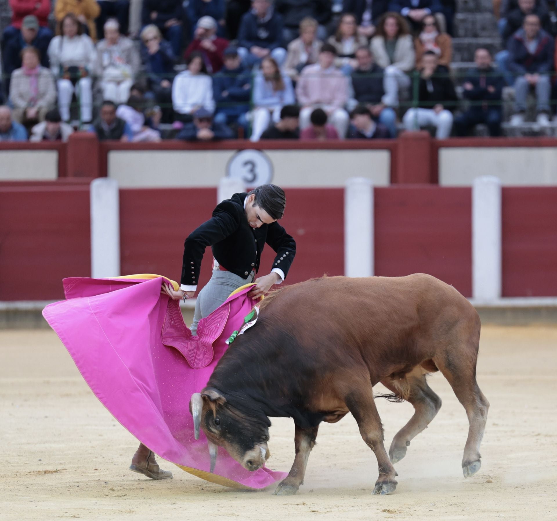 La novillada de San Pedro Regalado, en imágenes
