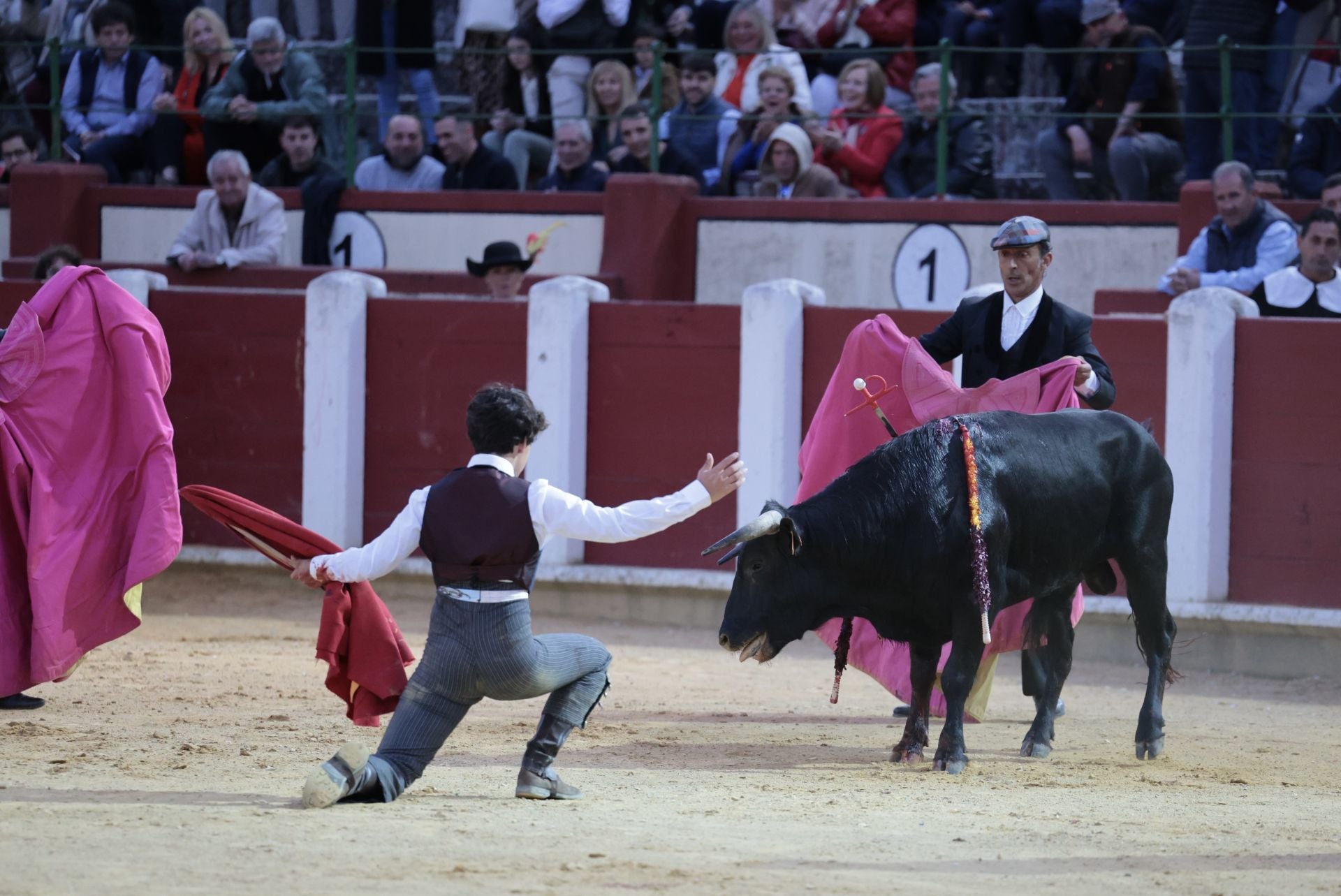 La novillada de San Pedro Regalado, en imágenes