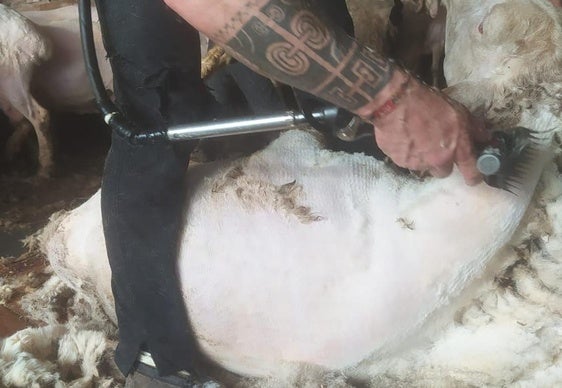 Un esquilador procede con su trabajo en una explotación de la provincia de Valladolid, la semana pasada.