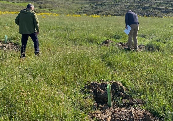 Técnicos revisan la plantación.