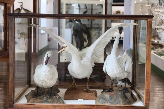 El trío de cisnes del Museo de Ciencias Naturales, en el centro, el ejemplar que fue apedreado por unos niños en el estanque de Campo Grande.