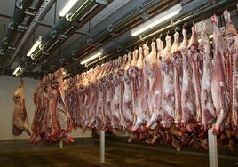 Canales de carne colgados en un matadero de la región