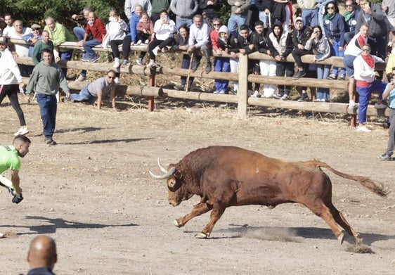 Toro de la Vega de Tordesillas el año pasado.