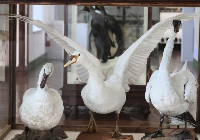 El trío de cisnes del Museo de Ciencias Naturales, en el centro, el ejemplar que fue apedreado por unos niños en el estanque de Campo Grande.