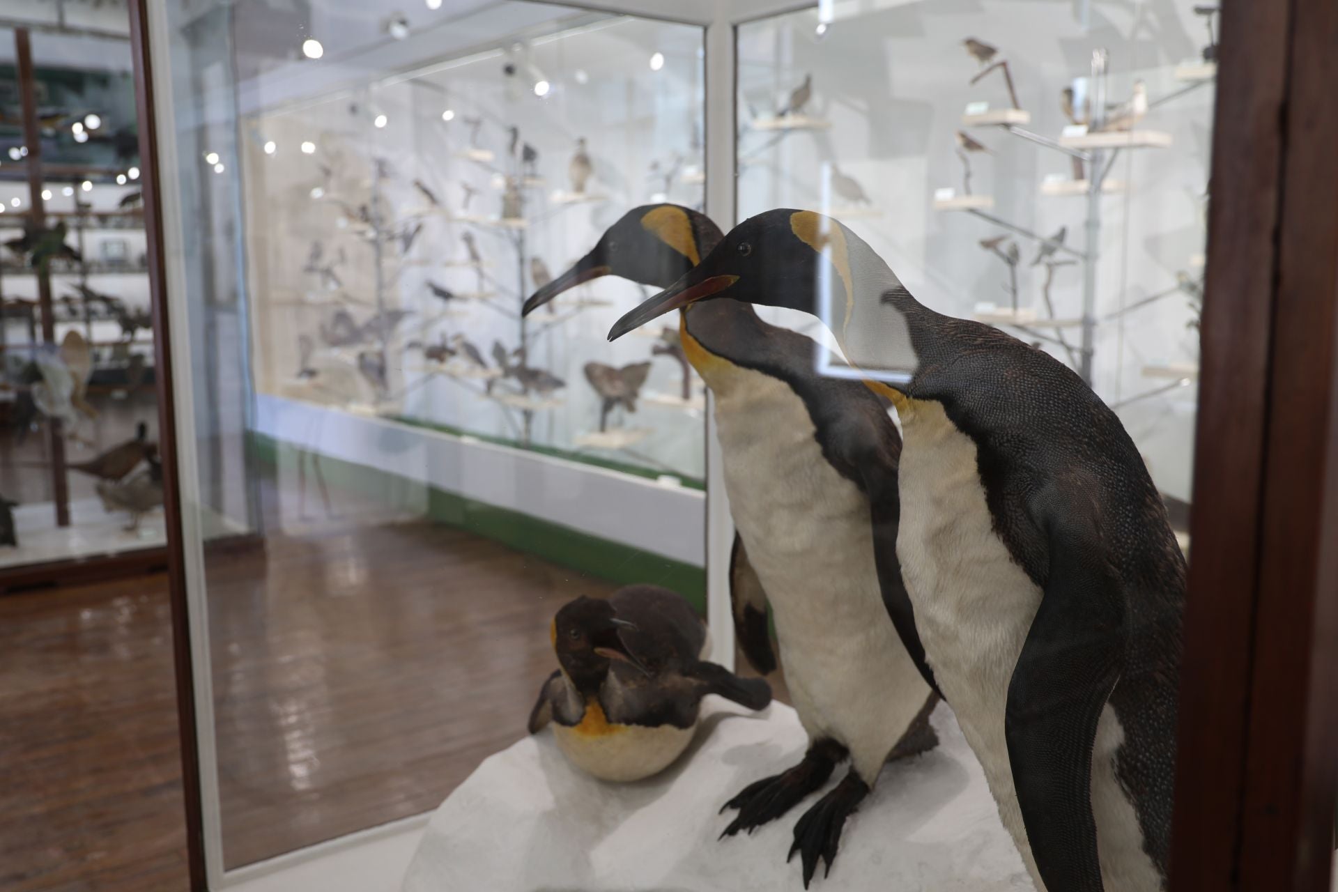 Un trio de pingüinos completan la exposición de la sala de aves