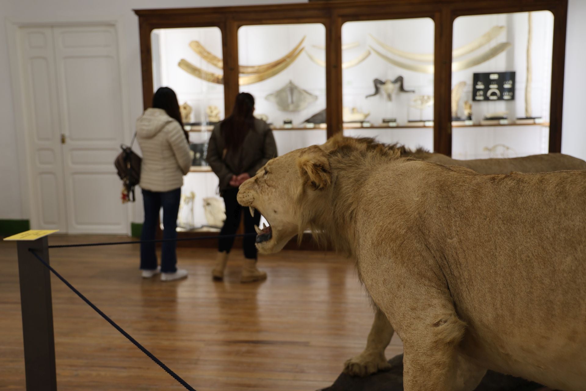 La variopinta colección del Museo de Ciencias Naturales de Valladolid