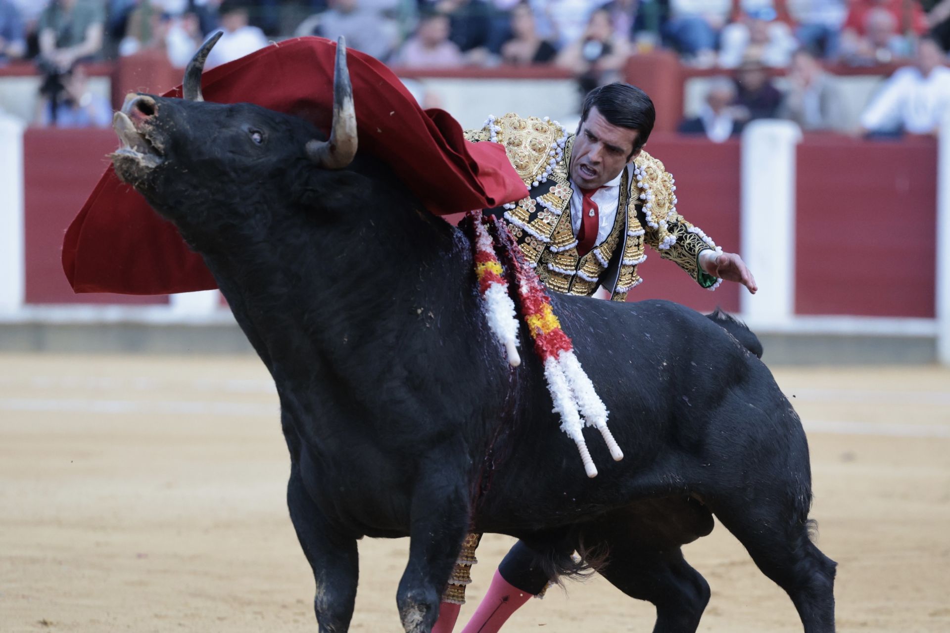Las imágenes de la corrida de toros en Valladolid