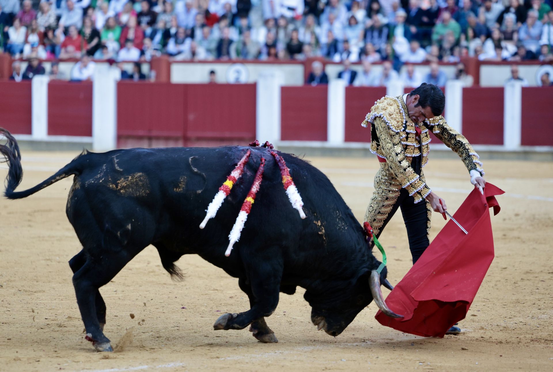 Las imágenes de la corrida de toros en Valladolid