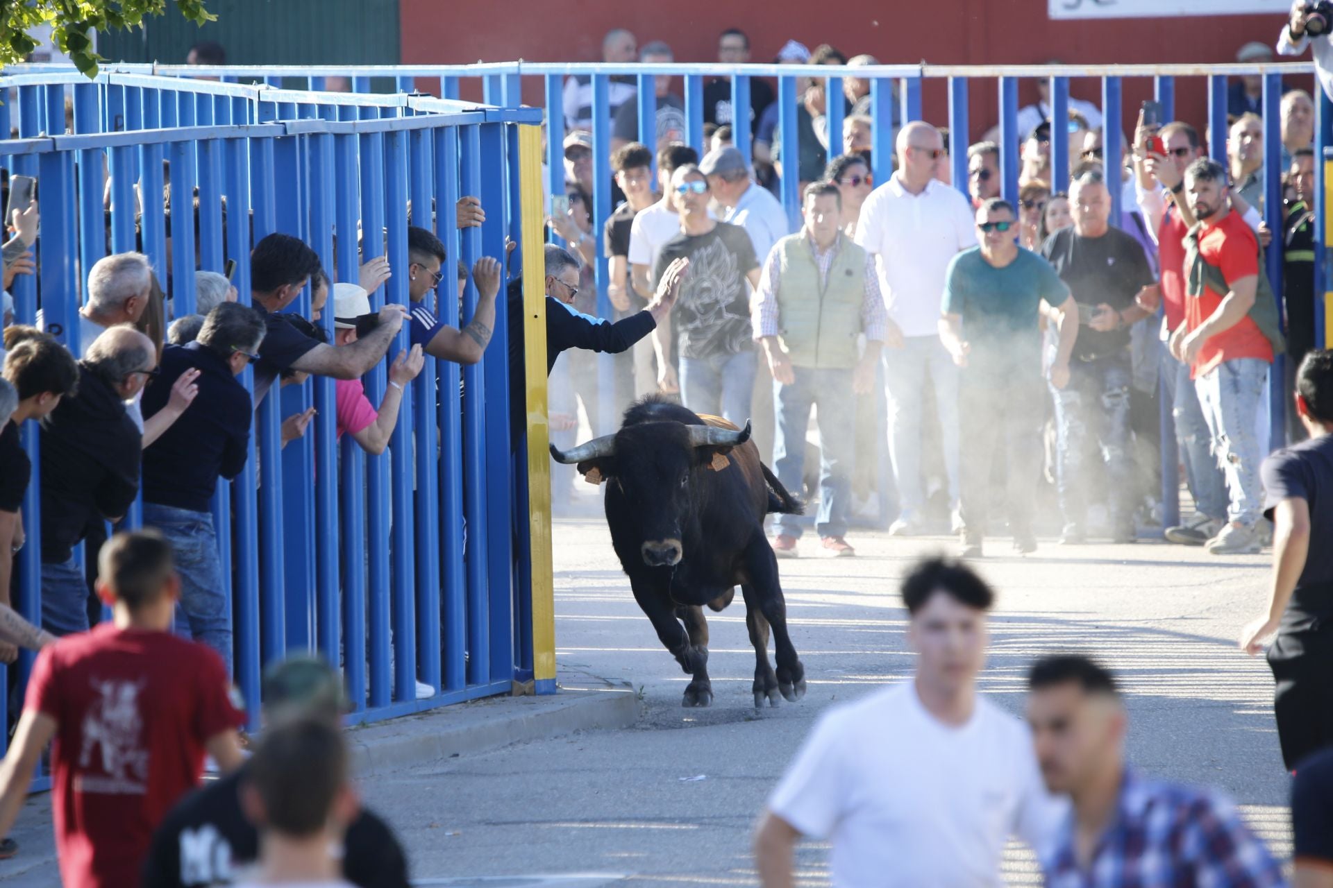 Las imágenes del toro de Villazgo en Aldeamayor