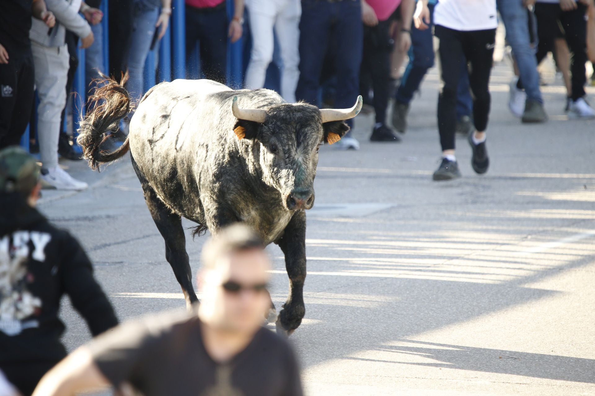 Las imágenes del toro de Villazgo en Aldeamayor