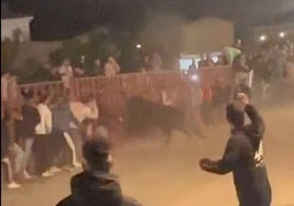 El toro mete la cabeza entre los barrotes y alcanza al joven.
