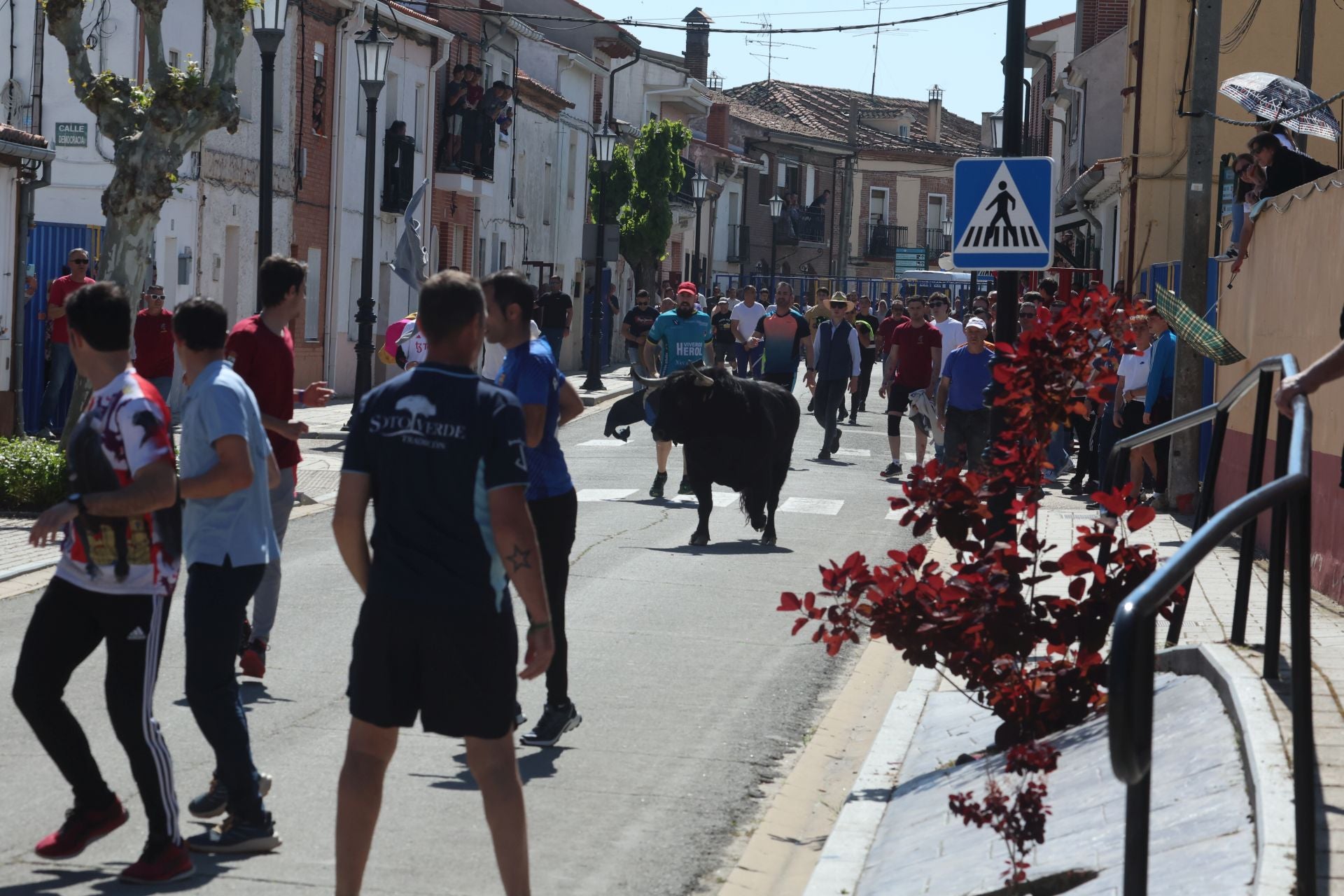 Encierro matutino del domingo en Aldeamayor de San Martín