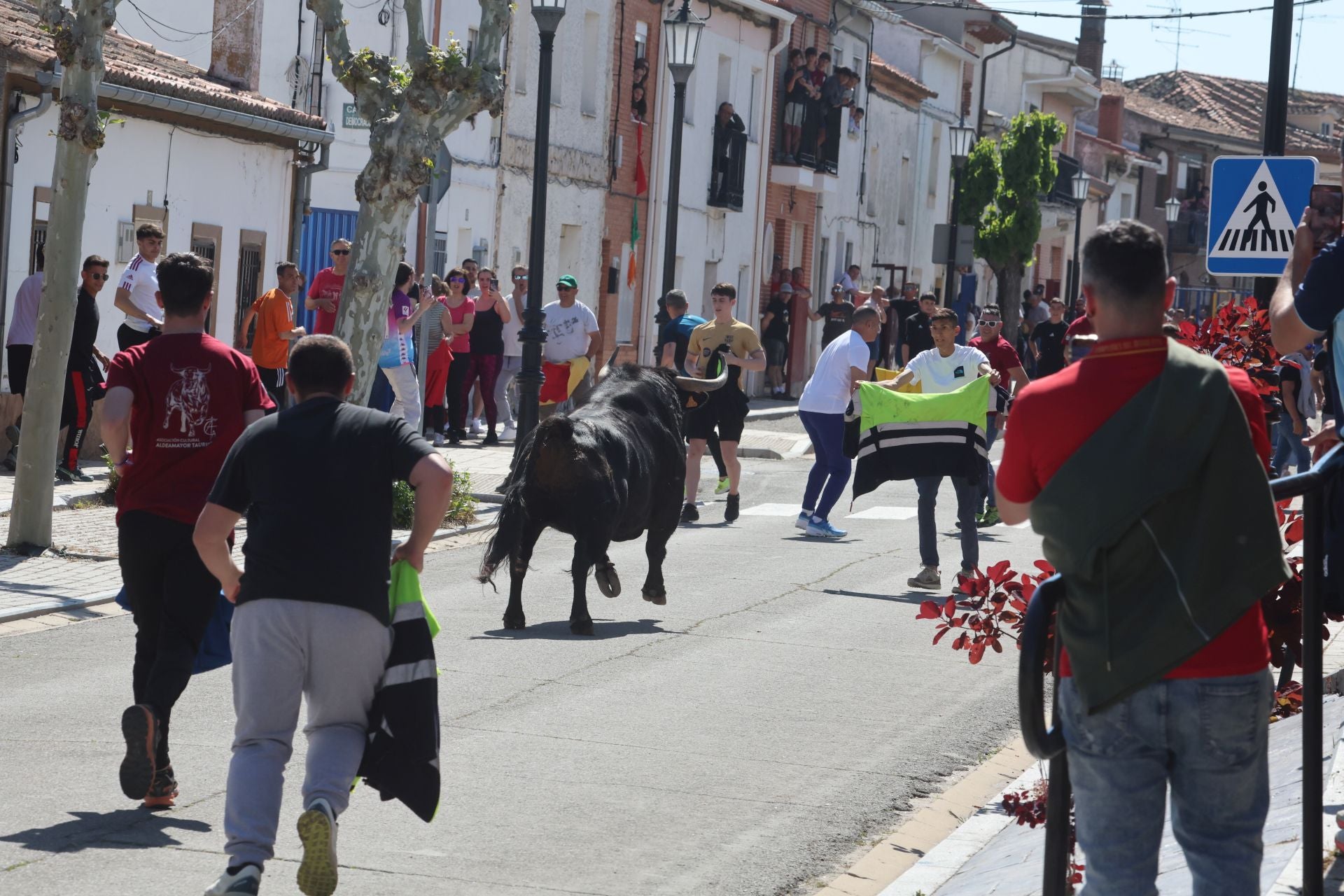 Encierro matutino del domingo en Aldeamayor de San Martín