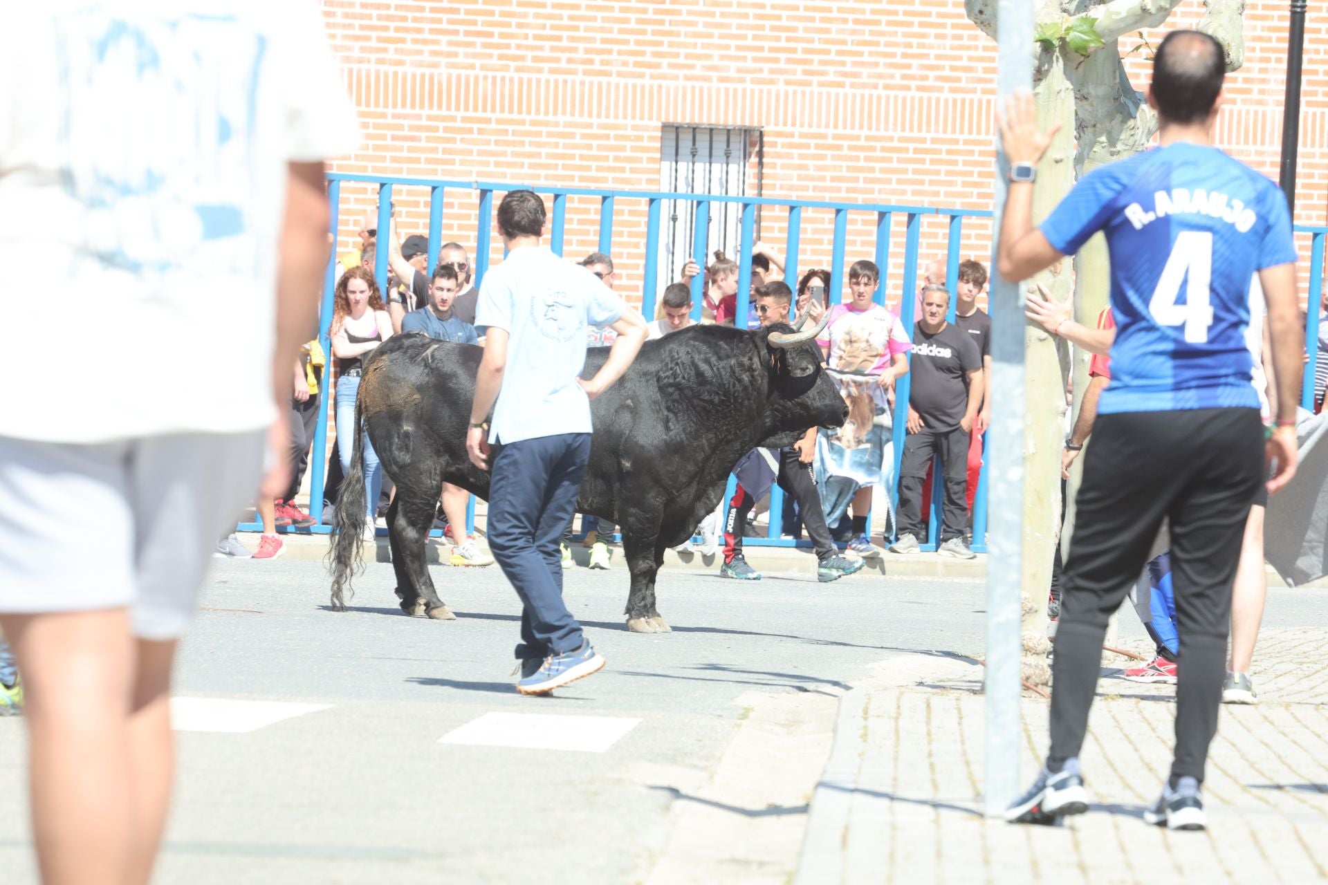 Encierro matutino del domingo en Aldeamayor de San Martín