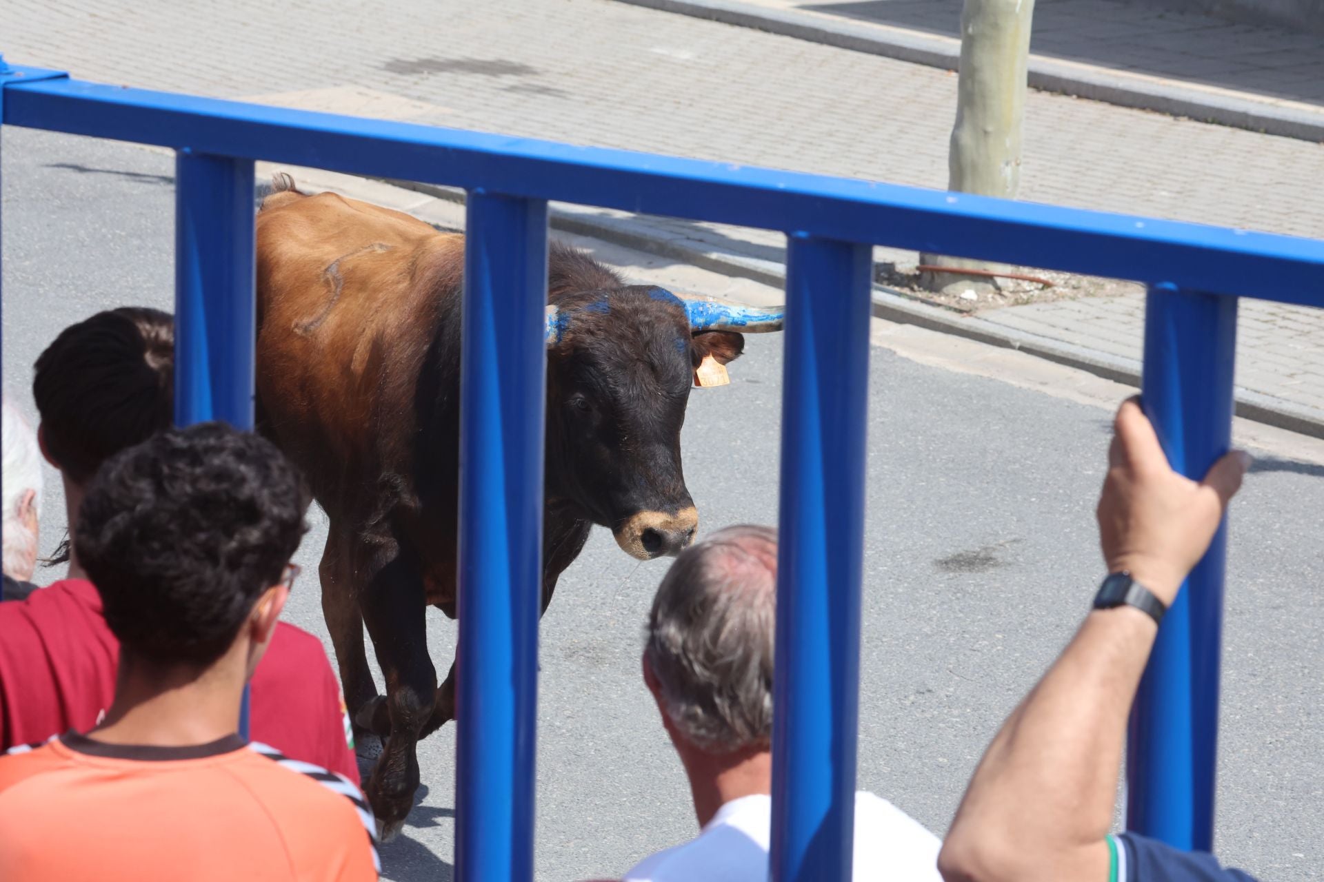 Encierro matutino del domingo en Aldeamayor de San Martín