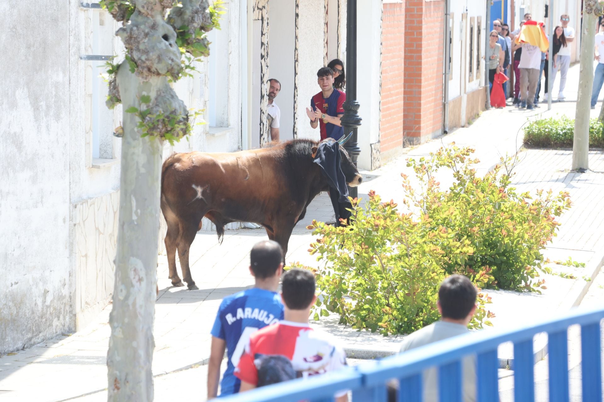 Encierro matutino del domingo en Aldeamayor de San Martín
