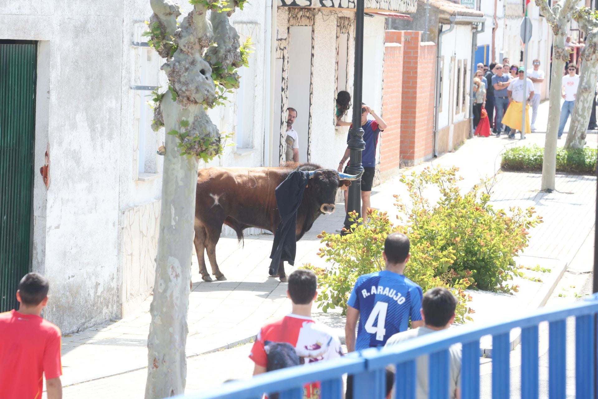 Encierro matutino del domingo en Aldeamayor de San Martín