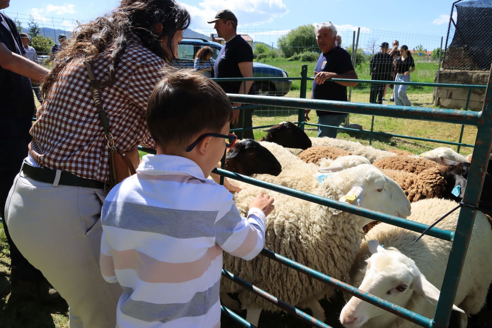 Fotografías de la feria del esquileo en Trescasas