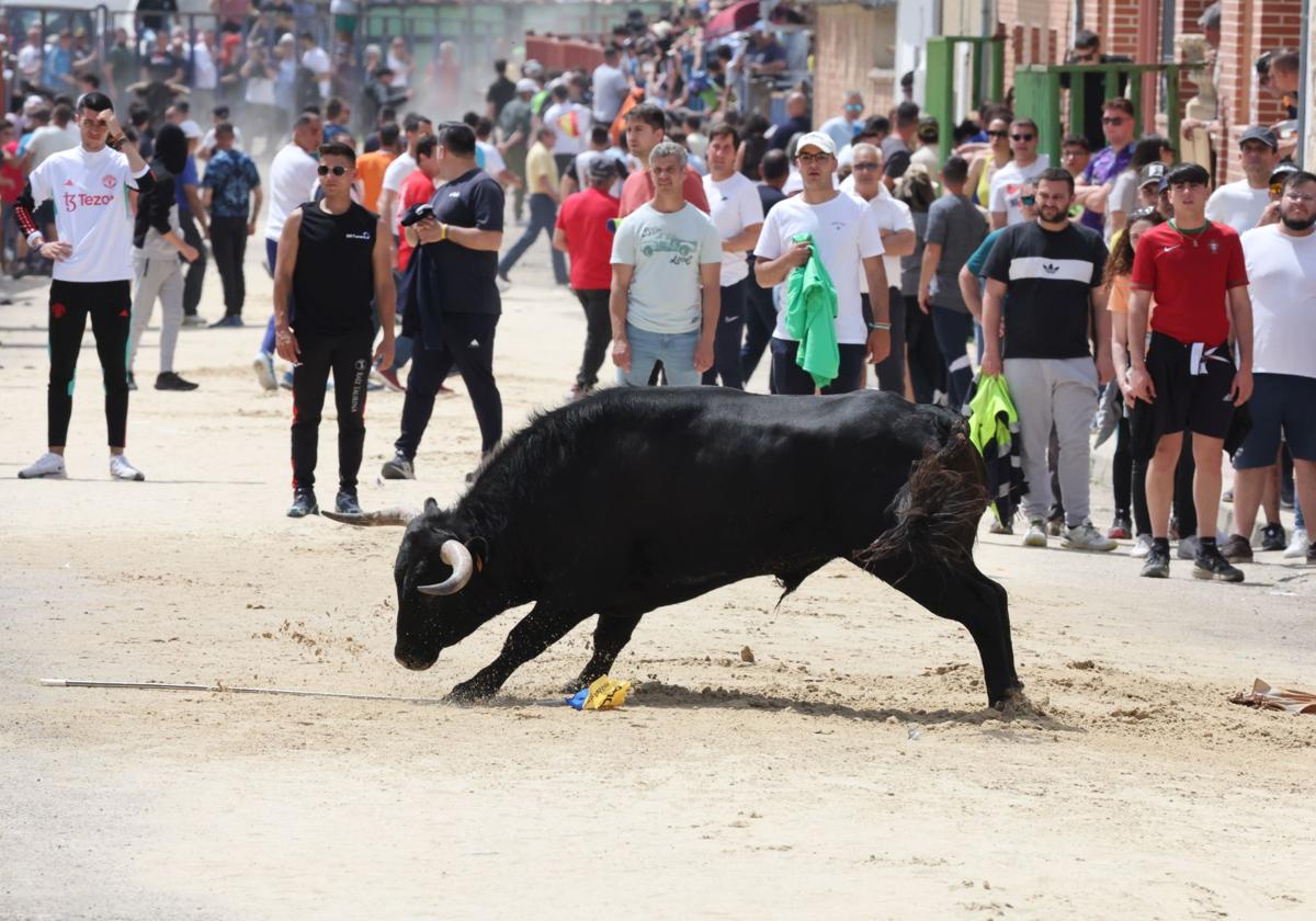 Encierro del domingo por la mañana en Valdestillas