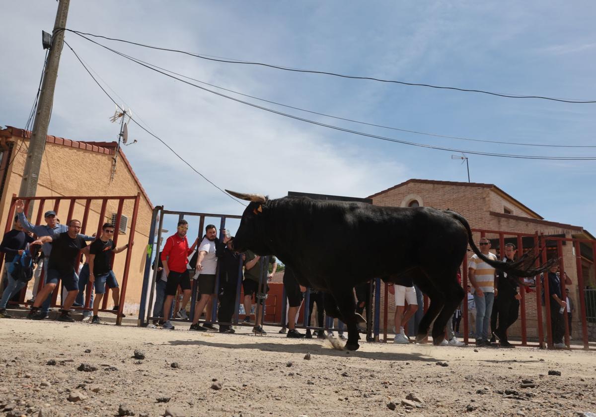 Uno de los encierros de Valdestillas de este fin de semana.