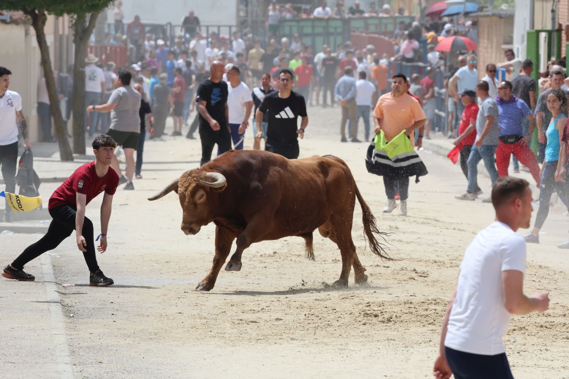 Encierro del domingo por la mañana en Valdestillas