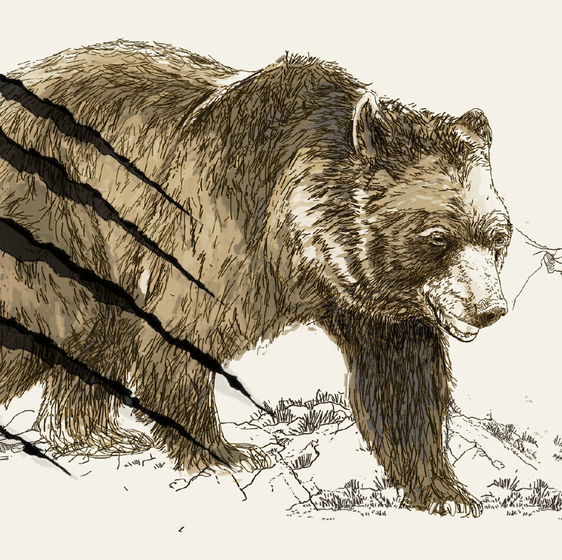 Castilla y León, a la cabeza de los ataques de osos en España