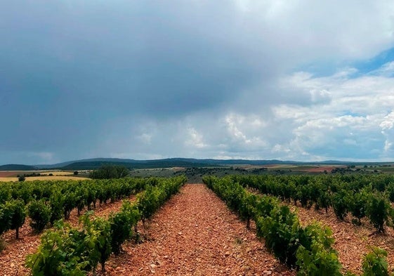 Viñedo de la Denominación de Origen Ribera del Duero