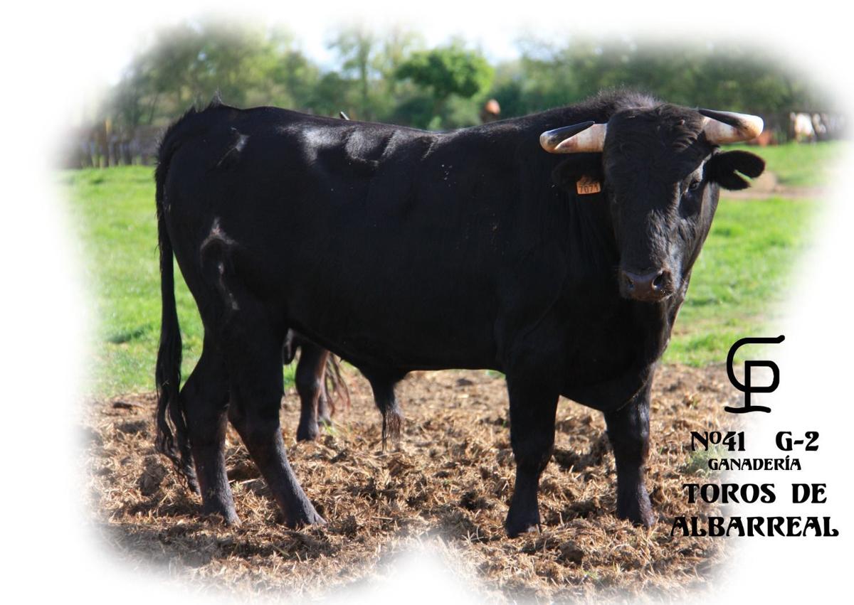 Imagen secundaria 1 - Tres de los seis novillos que participarán en los Toros de Mayo.