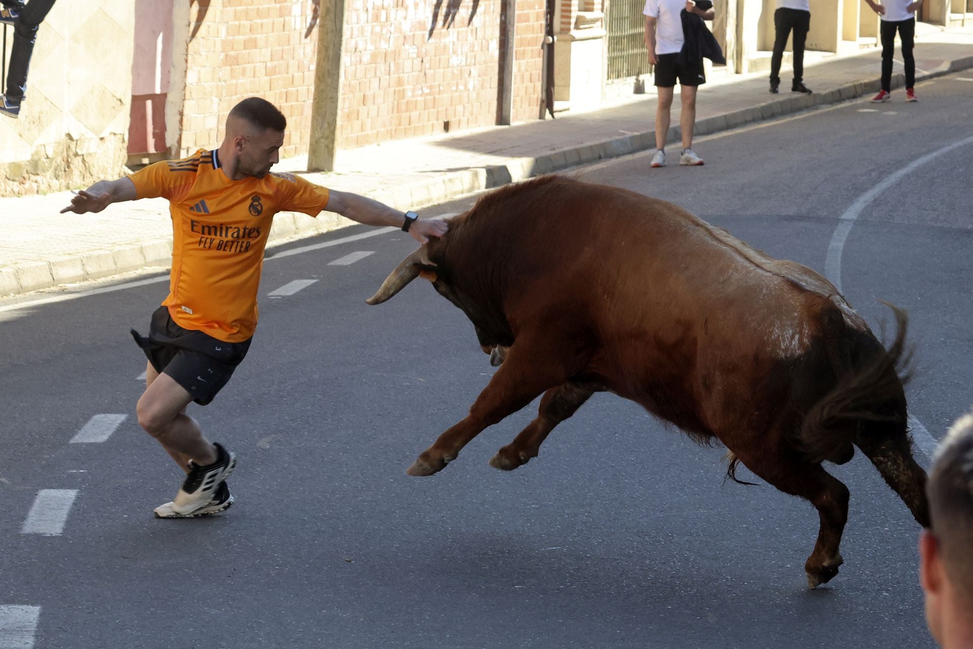 La suelta de toros de Nava del Rey, en imágenes