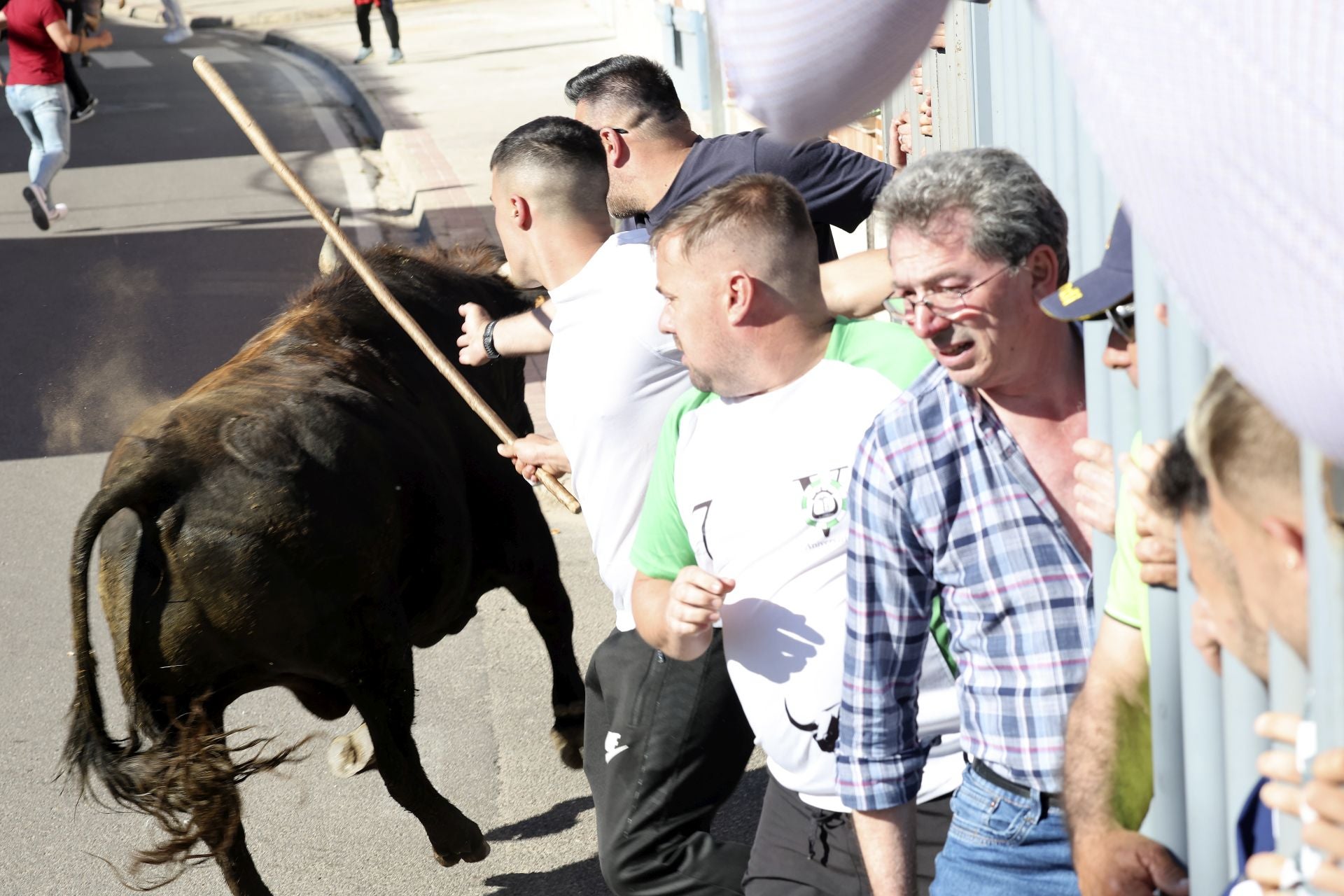 La suelta de toros de Nava del Rey, en imágenes