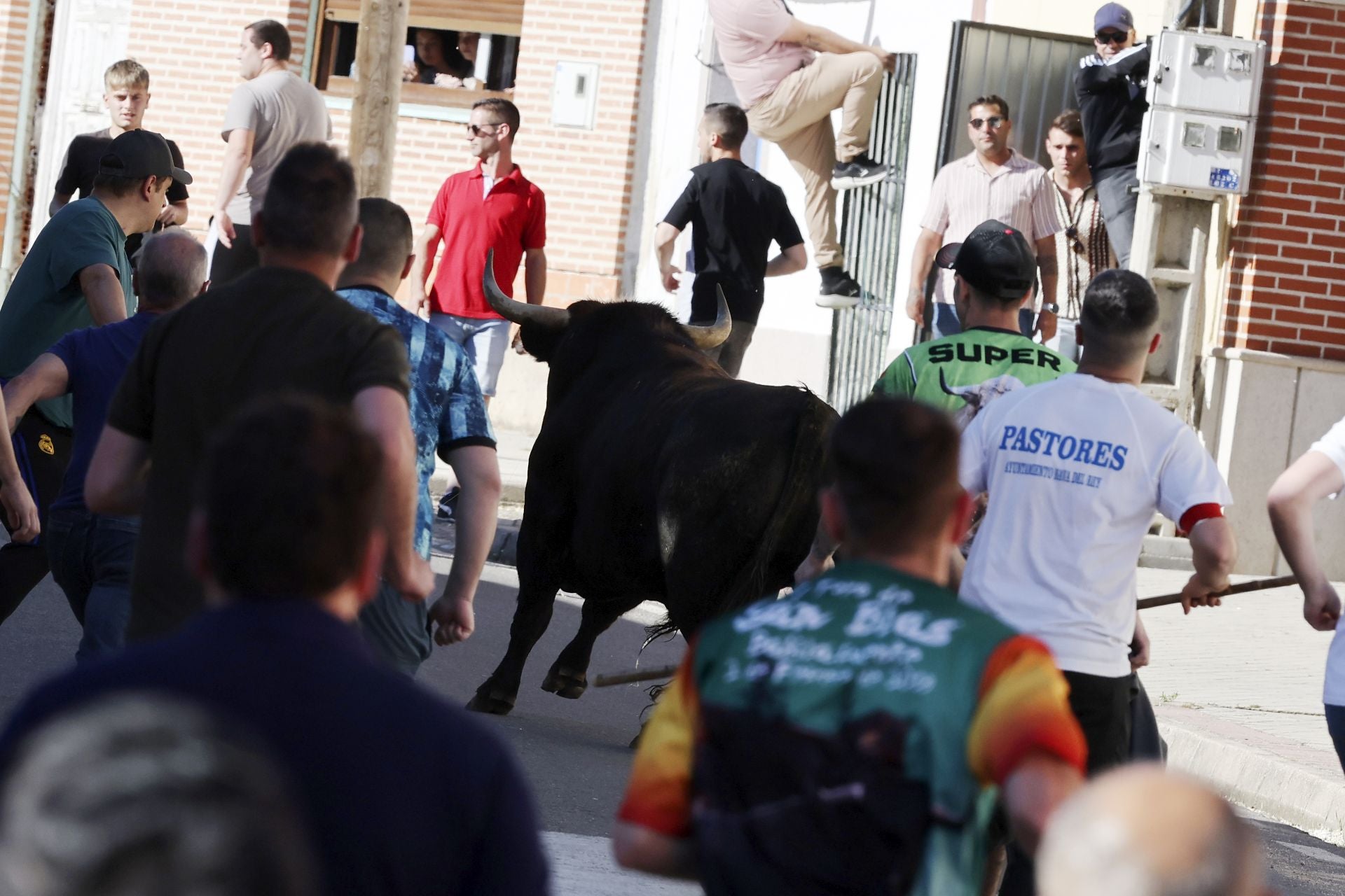 La suelta de toros de Nava del Rey, en imágenes
