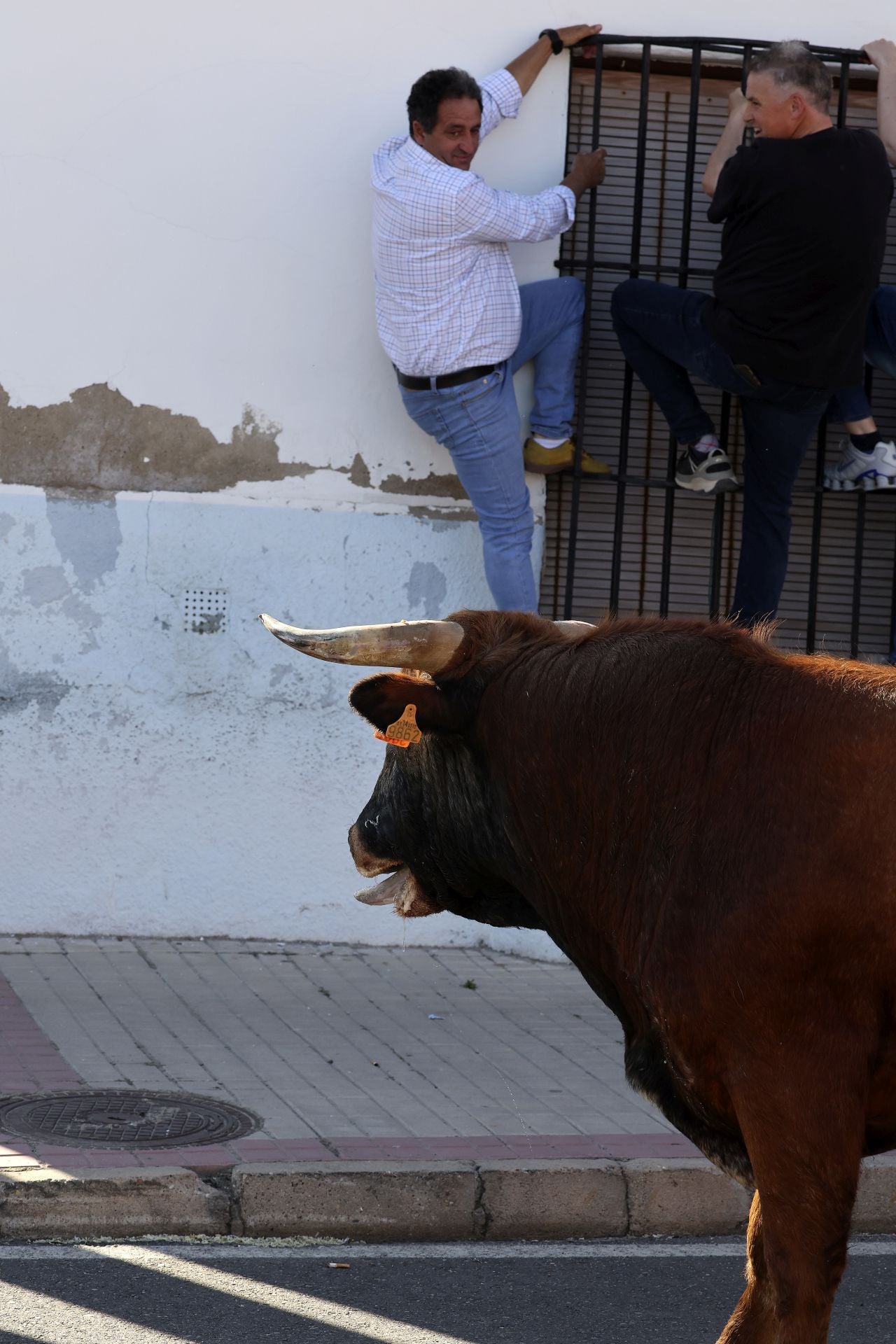 La suelta de toros de Nava del Rey, en imágenes