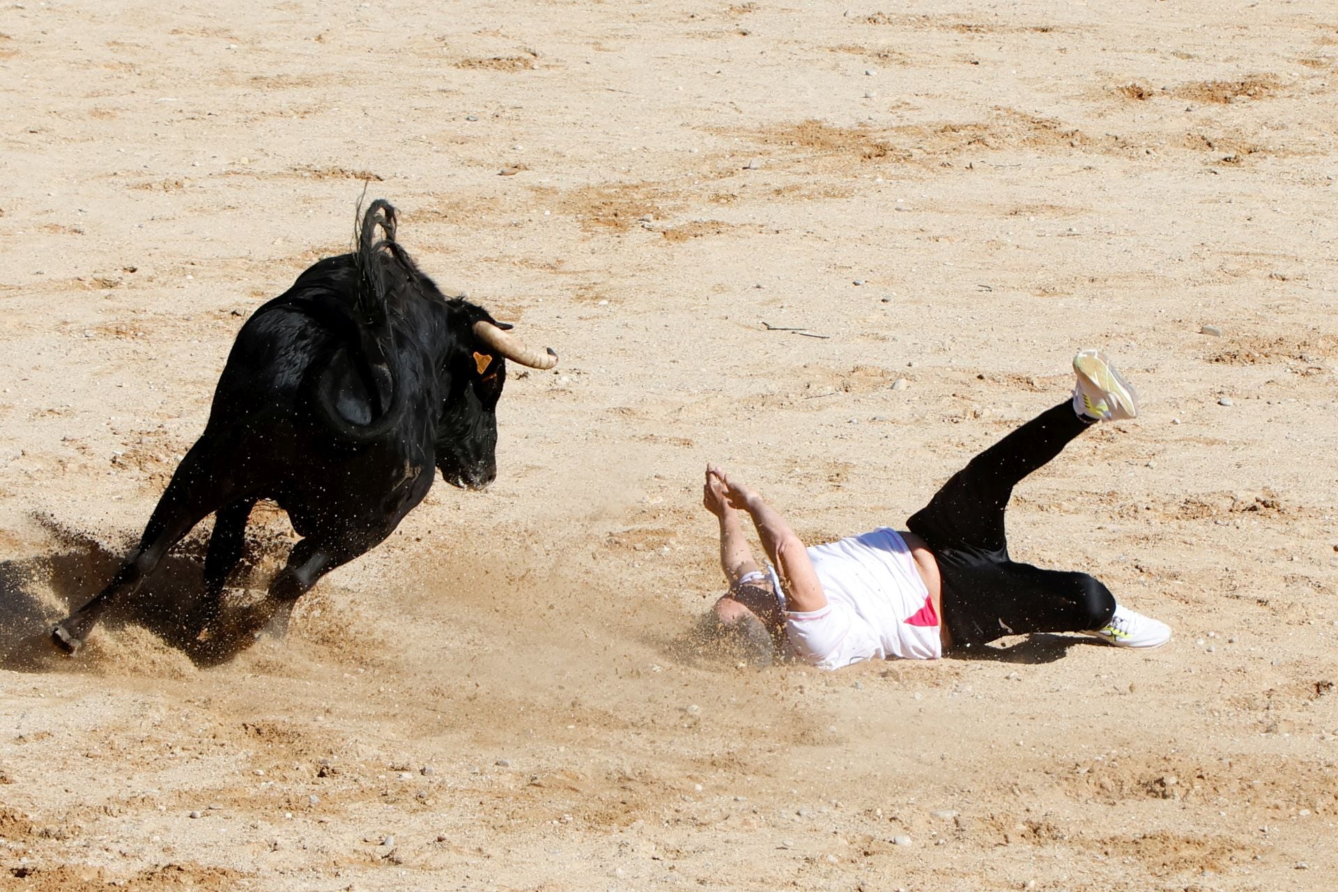 El encierro y la capea de Peñafiel, en imágenes