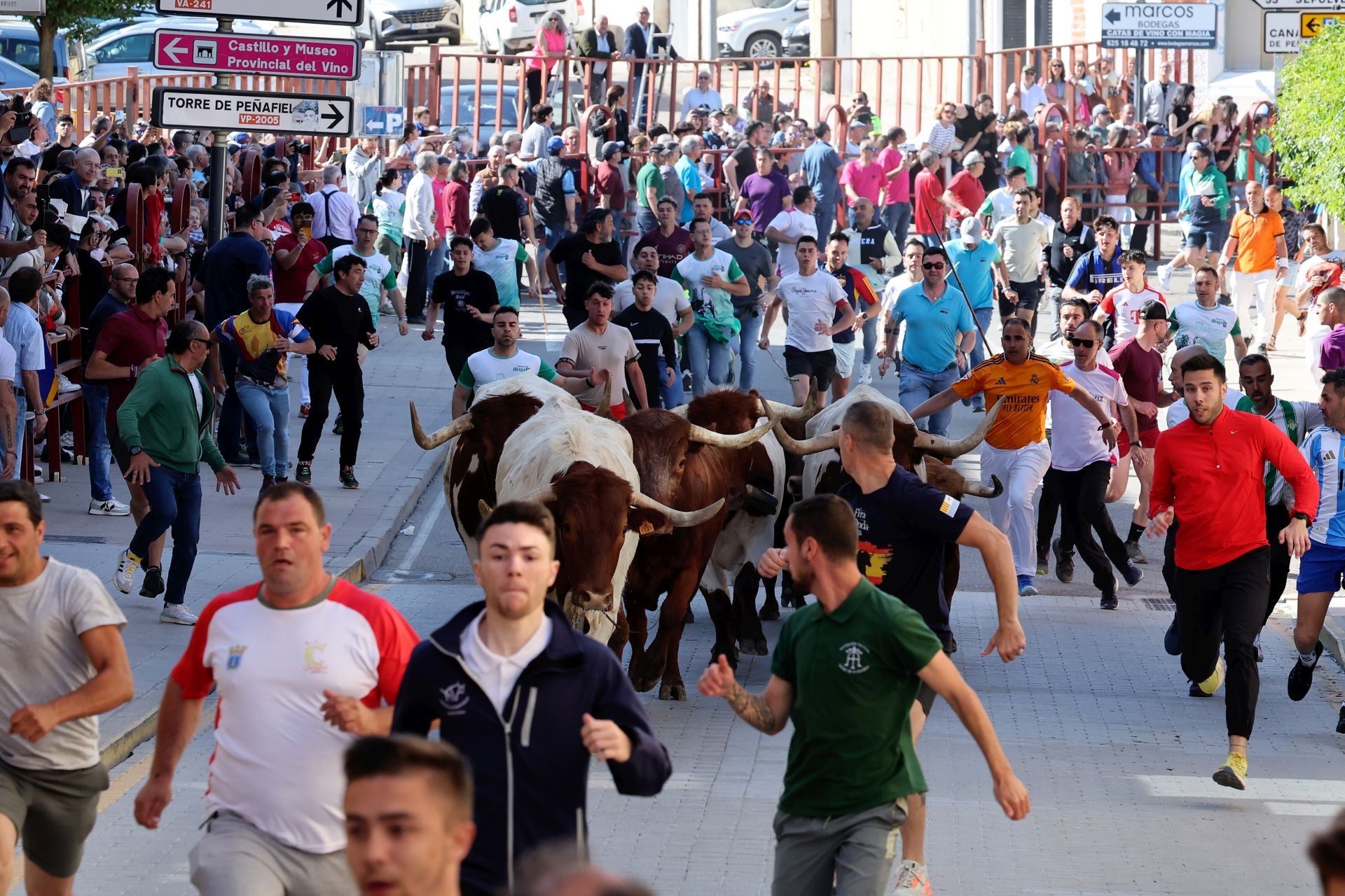 Las imágenes del encierro y capea de este domingo en Peñafiel