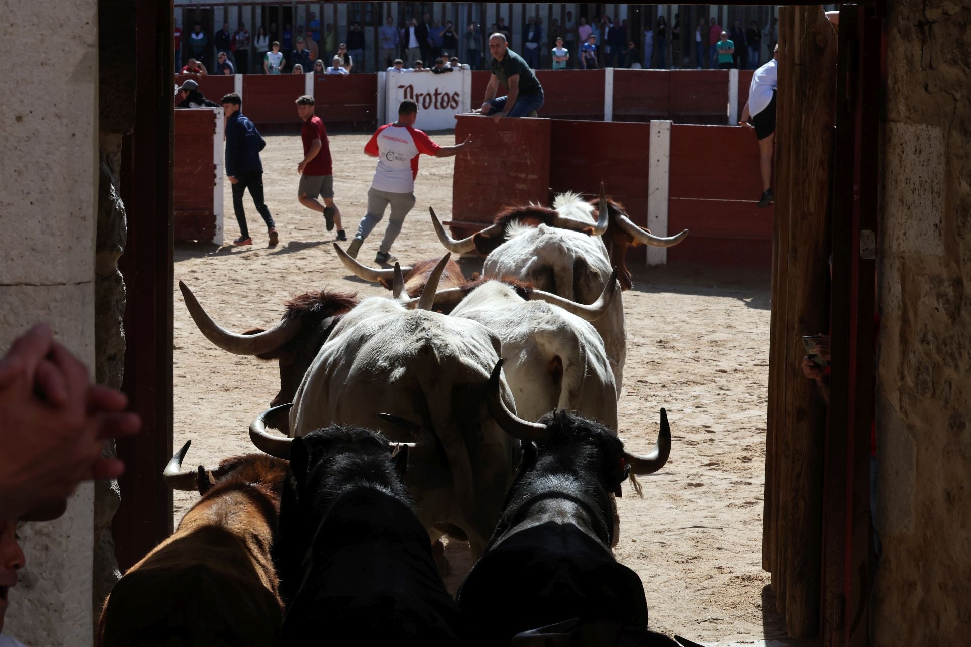 Las imágenes del encierro y capea de este domingo en Peñafiel