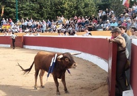 Eral de la ganadería de Simón y Pedro Caminero, lidiado en el coso de Ampudia en la clase práctica final del Bolsín de la villa palentina.