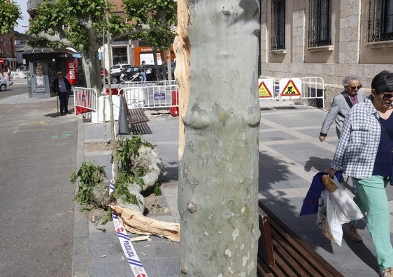 Restos de la rama, en la acera de San Lázaro.
