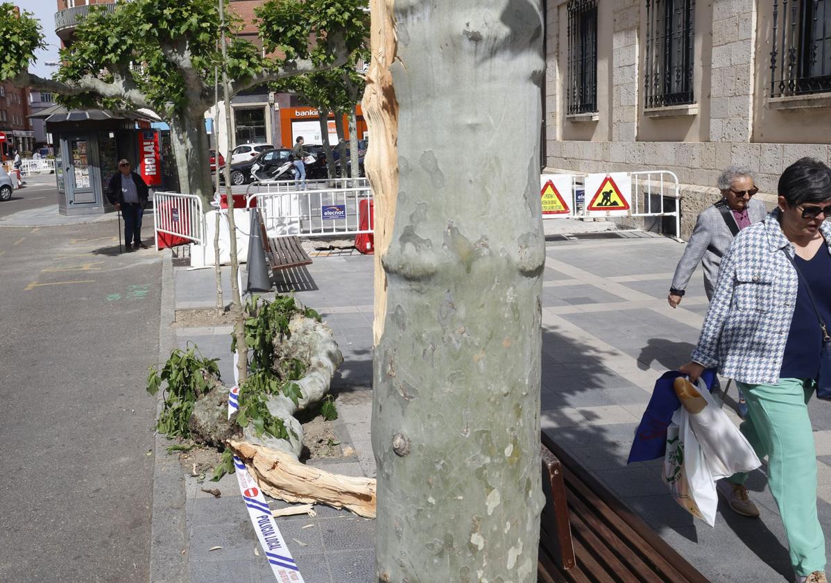 Restos de la rama, en la acera de San Lázaro.