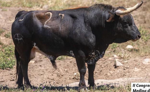 Toro de Cebada Gago que soltará la asociación de Medina del Campo.