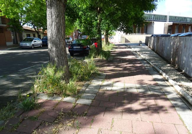 Los cuatro ejemplares que se han salvado por ahora de la tala ante las instalaciones del Vivero de Empresas de Valle de Arán.