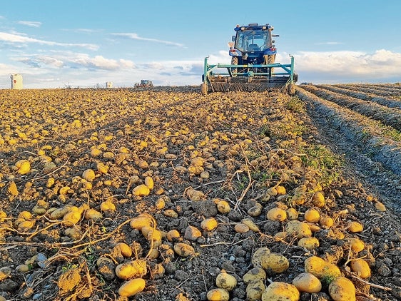 Arranque de patata en un explotación de Castilla y Léon.