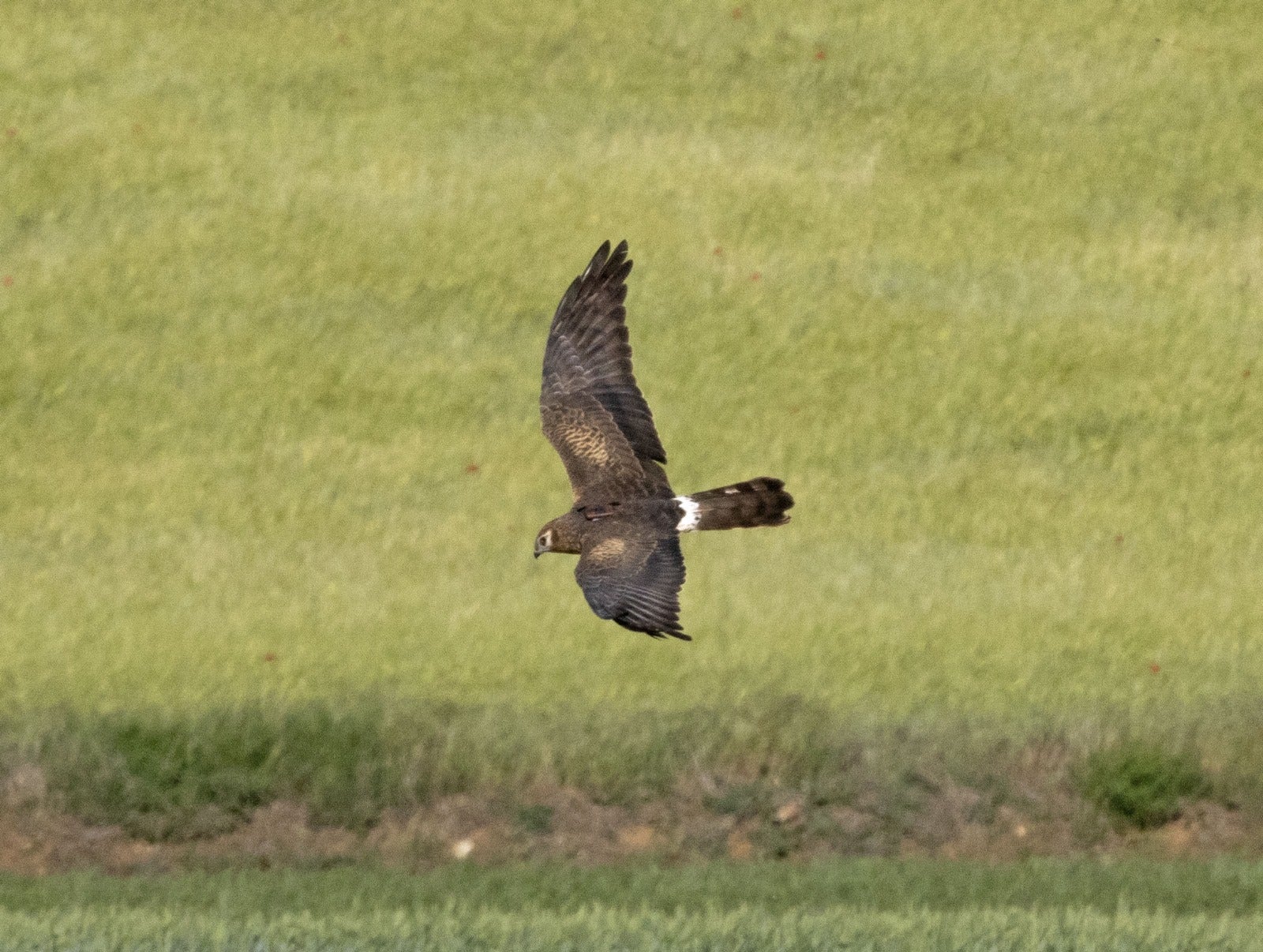 En defensa del aguilucho ibérico
