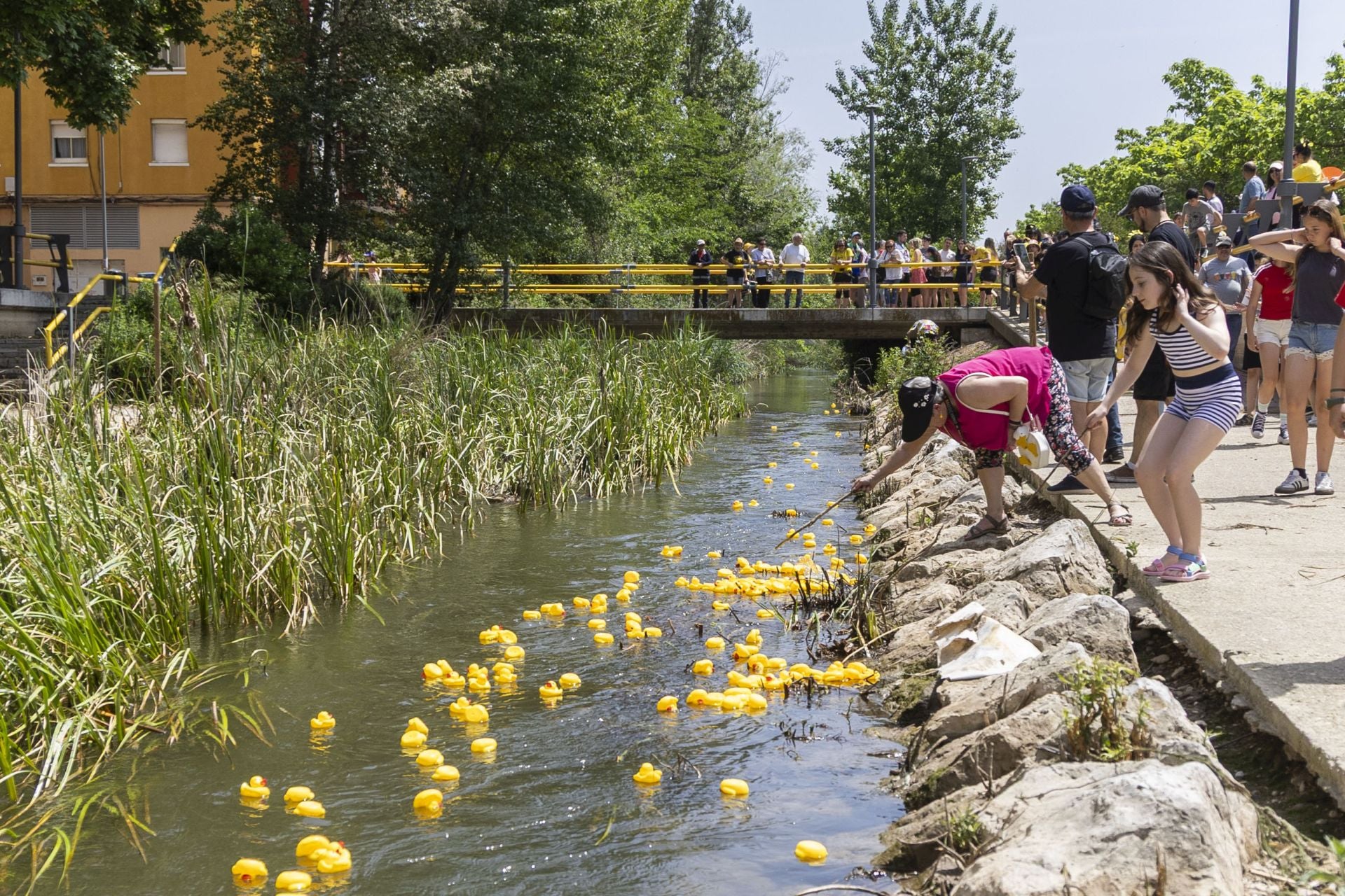 Carrera de patitos de goma solidaria en el Esgueva