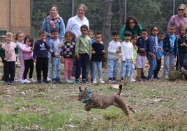 Suelta del lince Venadillo, este lunes en Astudillo ante los alumnos de Infantil del colegio Héroes de la Independencia de Torquemada.