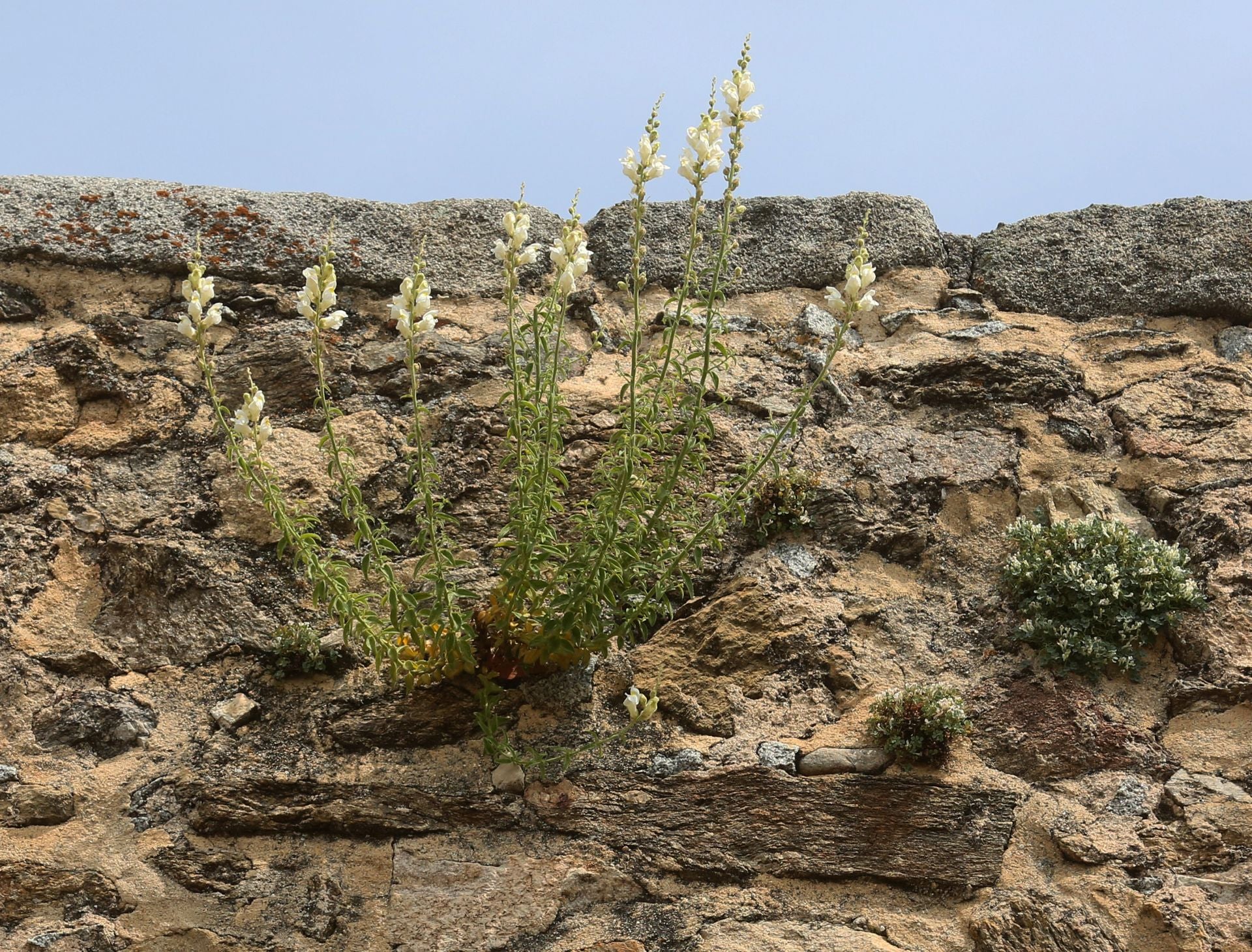 Fotos de la vegetación que crece en el Acueducto de Segovia