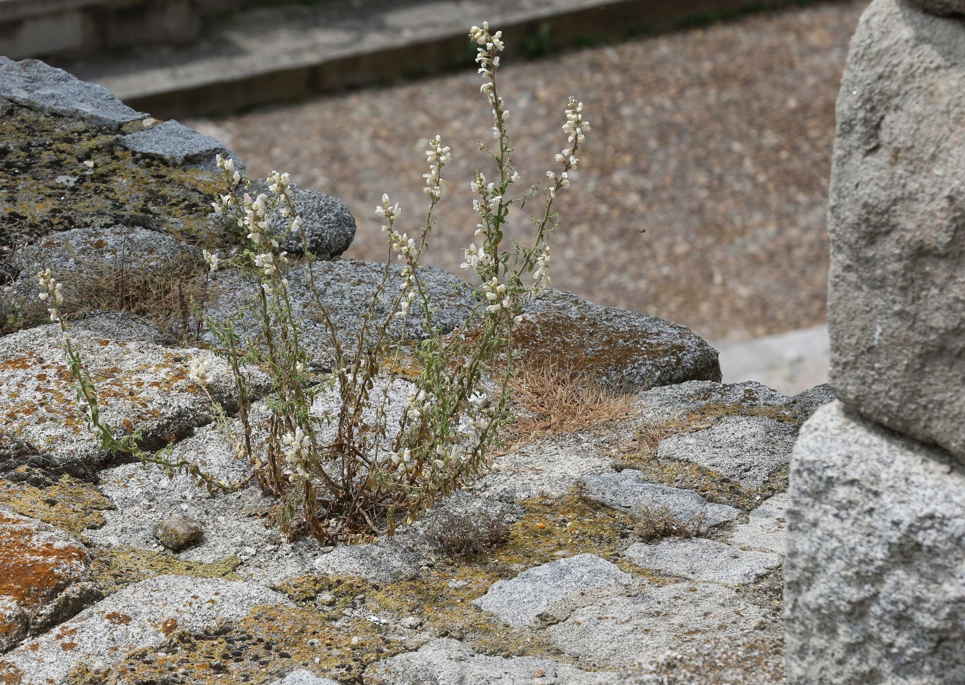 Fotos de la vegetación que crece en el Acueducto de Segovia