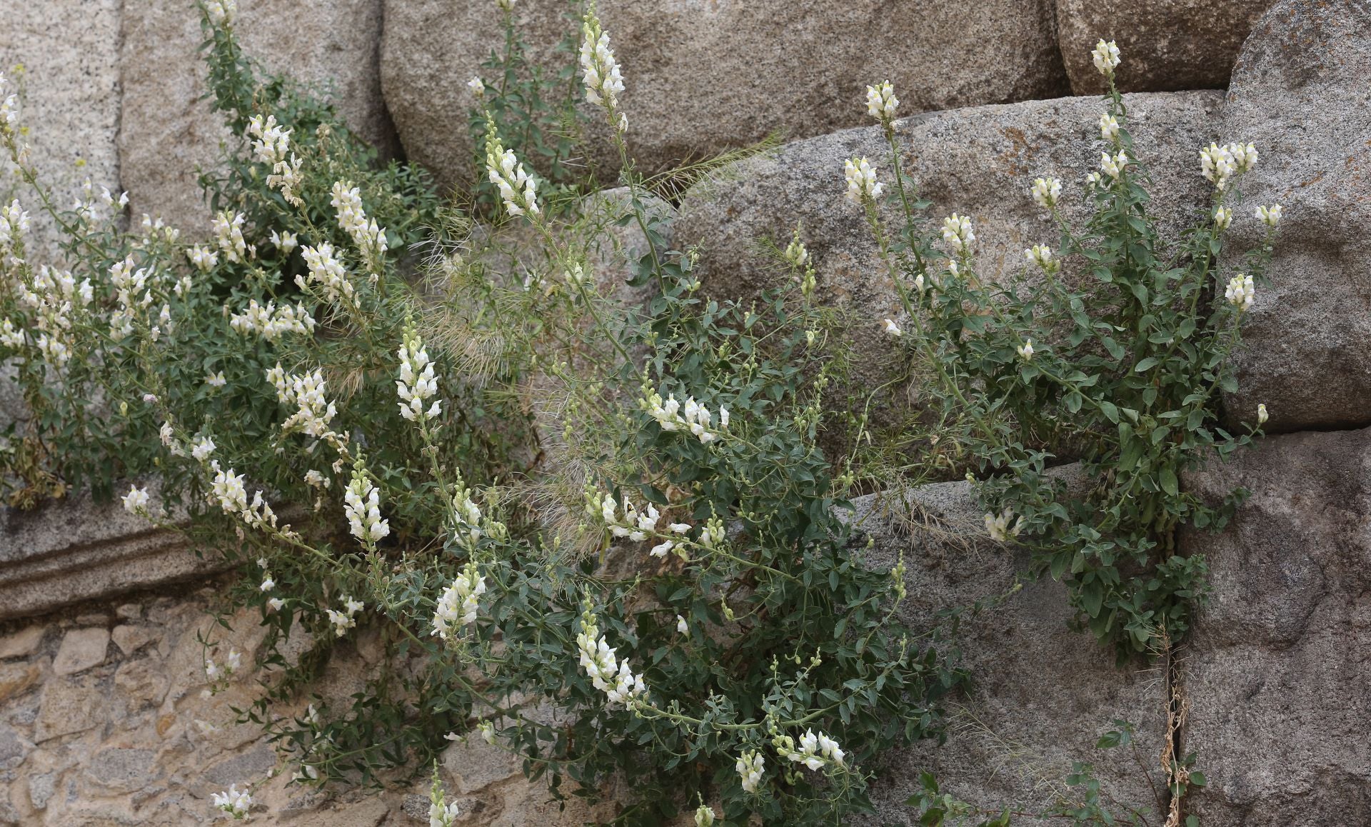 Fotos de la vegetación que crece en el Acueducto de Segovia