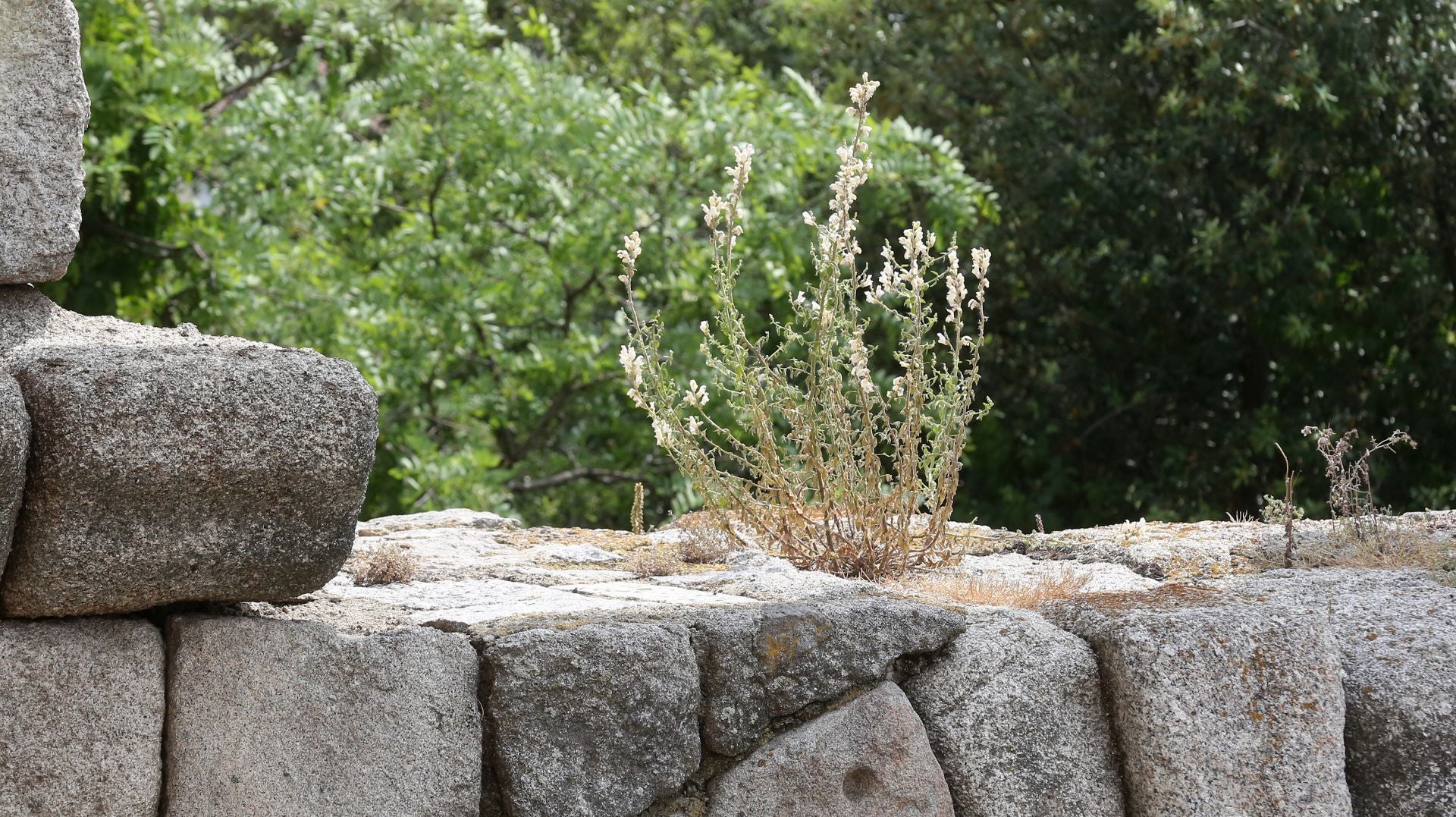 Fotos de la vegetación que crece en el Acueducto de Segovia