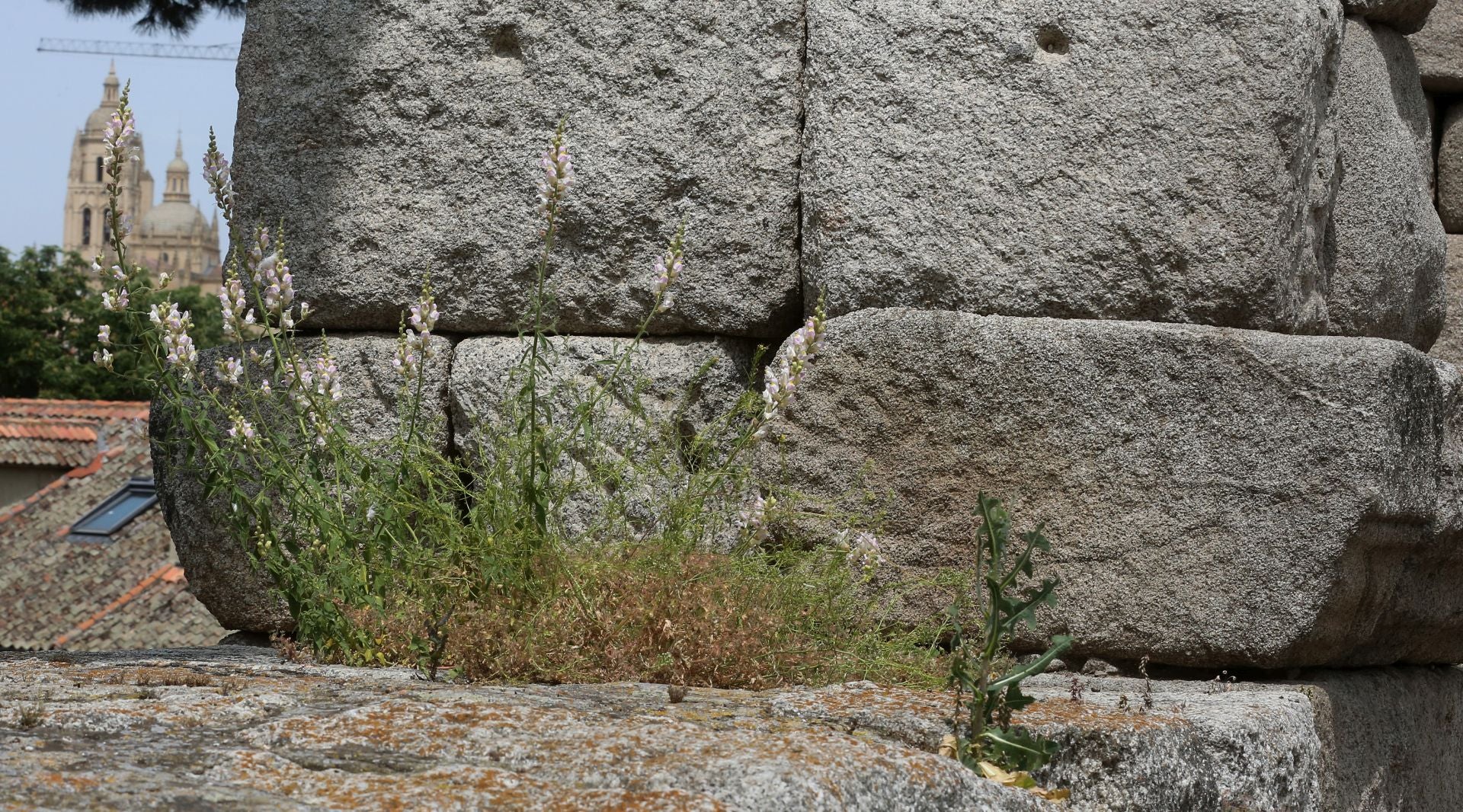 Fotos de la vegetación que crece en el Acueducto de Segovia